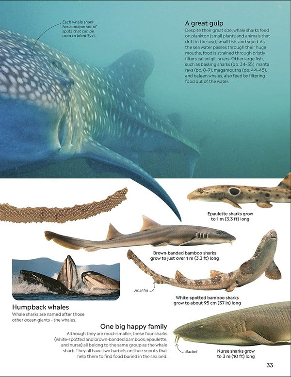 Shark / Author not specified 9780241553039-6