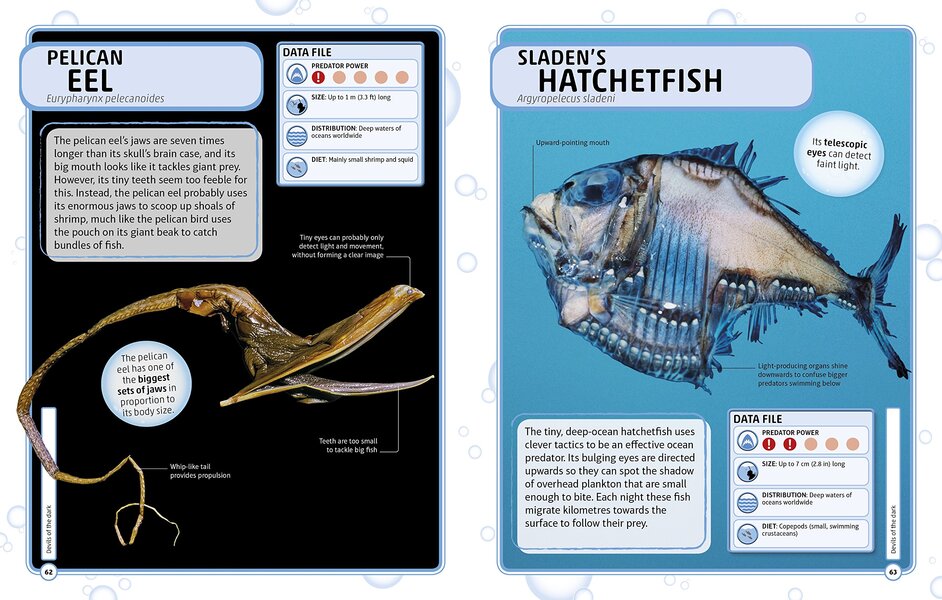 Sharks and Other Deadly Ocean Creatures. Visual Encyclopedia / Sharks and Other Deadly Ocean Creatures. Visual Encyclopedia  9780241241363-6