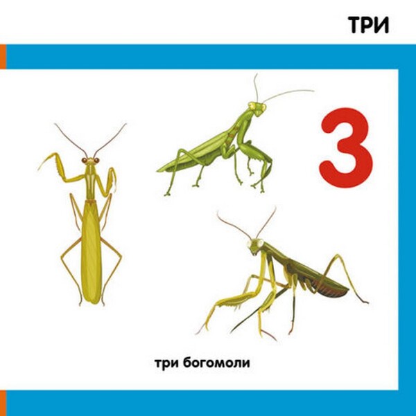 Smart books. Consider insects / Смарт-книги. Лічимо комах  9789667503048-3