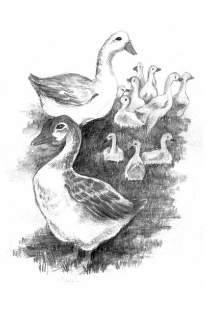 Summer with the Amazons / Літо з амазонками Надежда Гуменюк 978-617-551-000-1-5