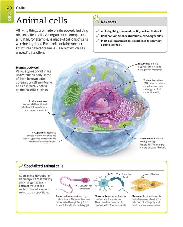 Super Simple Biology. The Ultimate Bitesize Study Guide / Author not specified 9780241390467-2