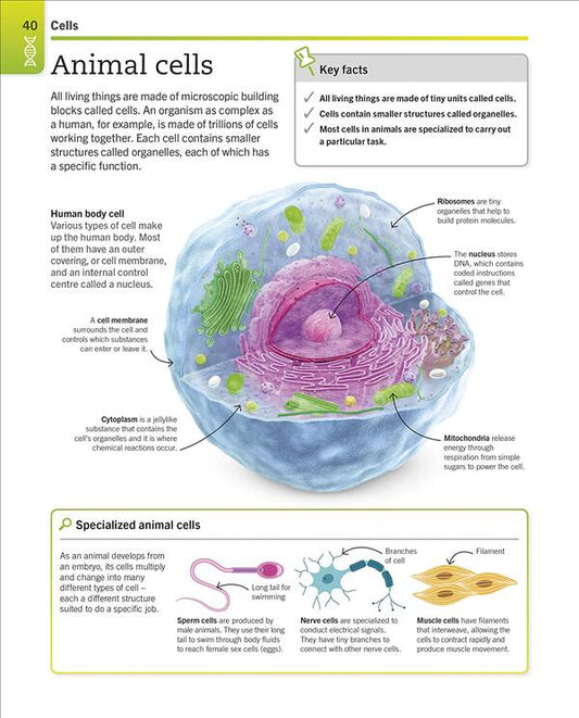 Super Simple Biology. The Ultimate Bitesize Study Guide / Author not specified 9780241390467-2