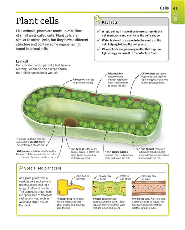 Super Simple Biology. The Ultimate Bitesize Study Guide / Author not specified 9780241390467-3