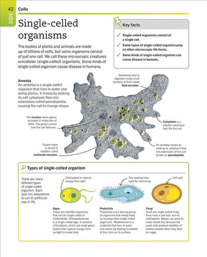 Super Simple Biology. The Ultimate Bitesize Study Guide / Author not specified 9780241390467-4