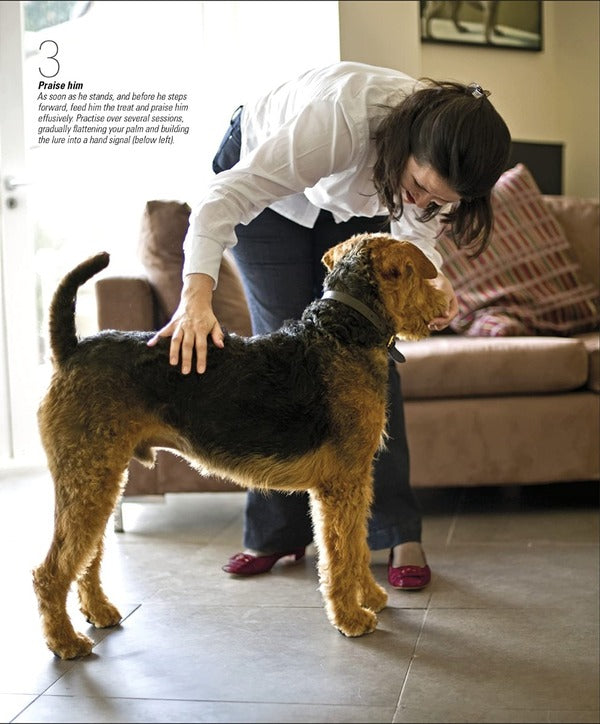 The Beginner's Dog Training Guide / The Beginner's Dog Training Guide Гвен Бейли 978-0-2415-7117-0-6