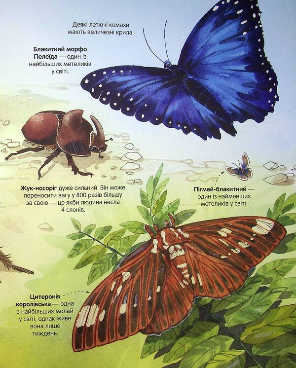 The Big Book Of Insects / Велика книга комах Emily Bone / Емілі Боун 9786177940349-5