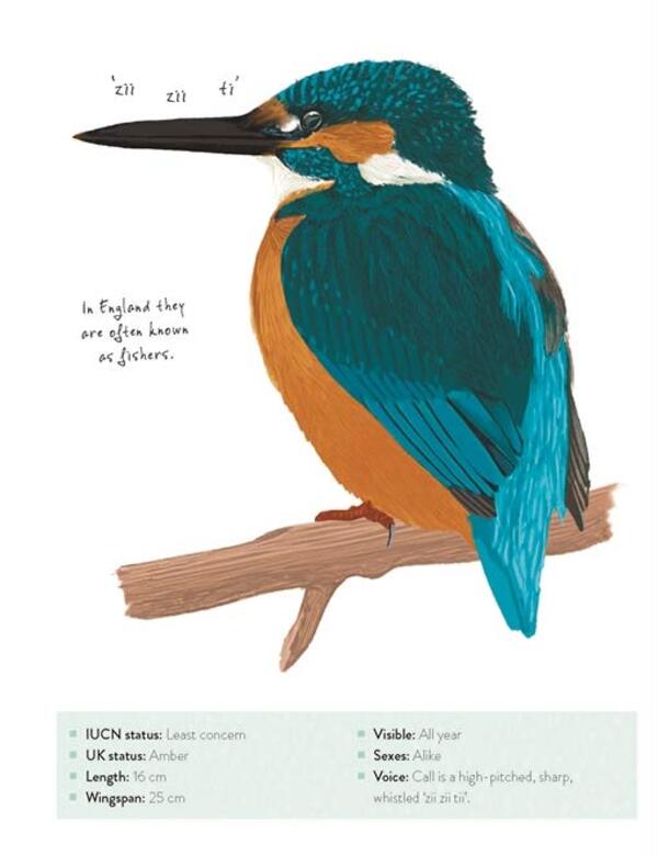 The Bird Book. A Curious Compendium Of 50 Wild Birds Merjel Lland, Roxanne Furman / Мерьель Лланд, Роксанна Фурман 9781787419742-5