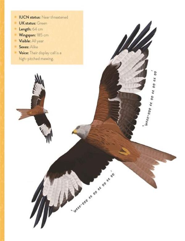 The Bird Book. A Curious Compendium Of 50 Wild Birds Merjel Lland, Roxanne Furman / Мерьель Лланд, Роксанна Фурман 9781787419742-6