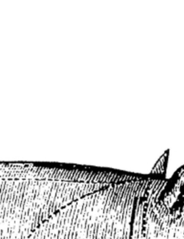 The Complete Nose To Tail: A Kind Of British Cooking Fergus Henderson / Фергус Хендерсон 9781408809167-1