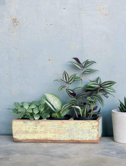 The Kew Gardener's Guide To Growing House Plants Kay Maguire / Кей Магуайр 9780711240001-5