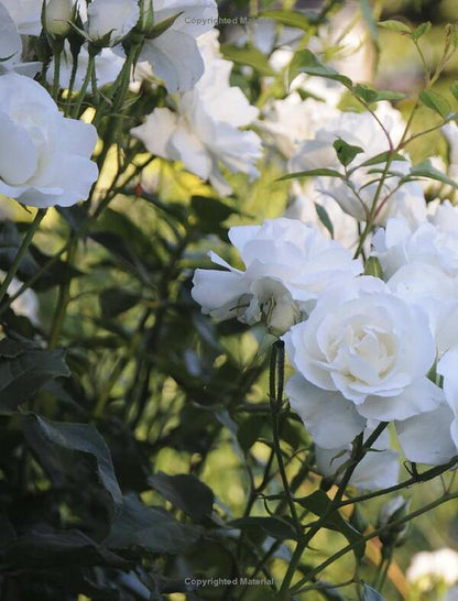 The Kew Gardener's Guide to Growing Roses / The Kew Gardener's Guide to Growing Roses Тони Холл 9780711261907-4