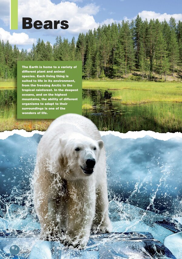 The Polar Bear Virginia Evans, Jenny Dooley - Вирджиния Эванс, Дженни Дули 9781471563386-3