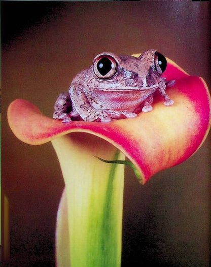 The mysterious world of amphibians / Загадковий світ амфібій Андрей Гапченко 978-966-989-226-3-5