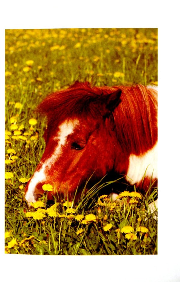 The secret of happiness / Секрет щастя Браян Кавано 9789663955643-5