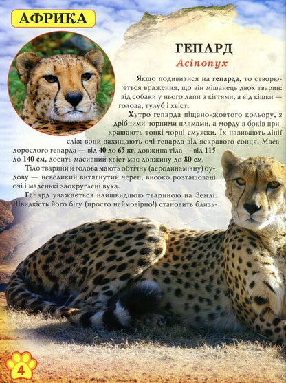 The world around us. Wild animals / Світ навколо нас. Дикі тварини  978-966-936-942-0-4