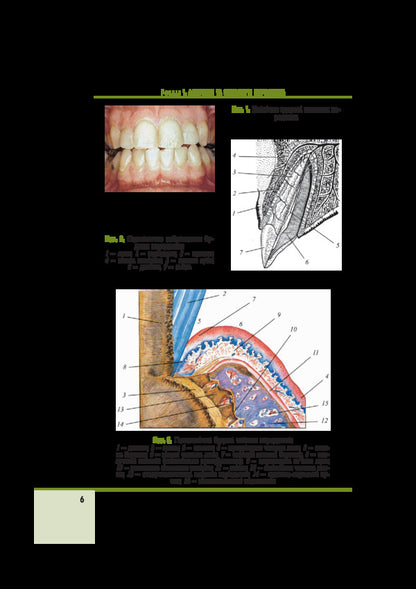 Therapeutic dentistry in 4 volumes. Volume 3. Periodontal disease / Терапевтична стоматологія у 4 томах. Том 3. Захворювання пародонта Николай Данилевский, Анатолий Борисенко, Марина Антоненко 978-617-505-579-3-6