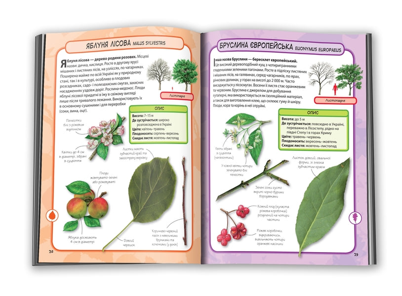 Trees. 50 Most Famous Species: Mini-Encyclopedia / Дерева. 50 найвідоміших видів: міні-енциклопедія / Author not specified 9789669482884-4