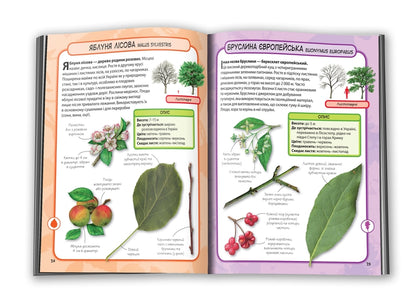 Trees. 50 Most Famous Species: Mini-Encyclopedia / Дерева. 50 найвідоміших видів: міні-енциклопедія / Author not specified 9789669482884-4