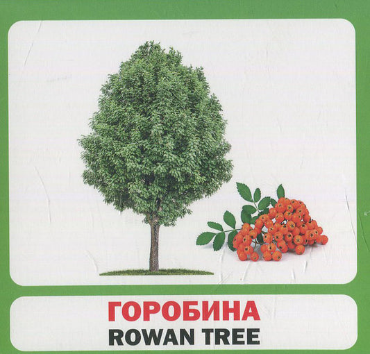 Trees Of Ukraine. Set Of Cards / Дерева України. Набір карток / Author not specified 9789669751898-2