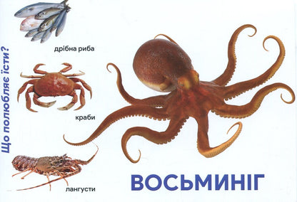 Underwater World Montessori Cards - Пдводний свт Монтессор-картки - Author not specified 9786177954001-3