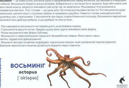 Underwater World Montessori Cards - Пдводний свт Монтессор-картки - Author not specified 9786177954001-4