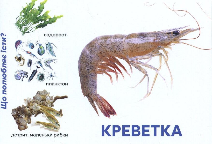 Underwater World Montessori Cards - Пдводний свт Монтессор-картки - Author not specified 9786177954001-5