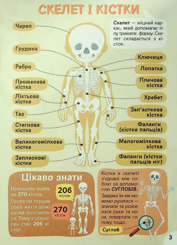 We study body structure 6+ / Вивчаємо будову тіла 6+  4827476988054-4