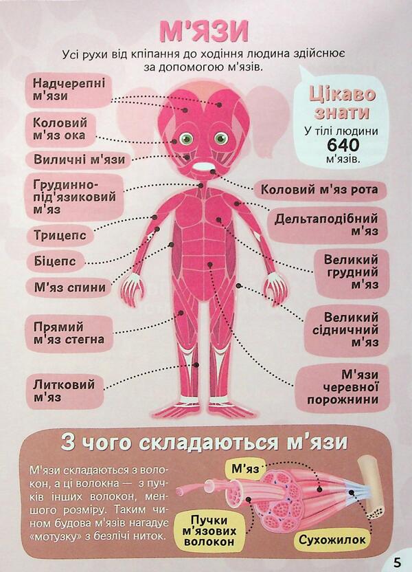 We study body structure 6+ / Вивчаємо будову тіла 6+  4827476988054-6